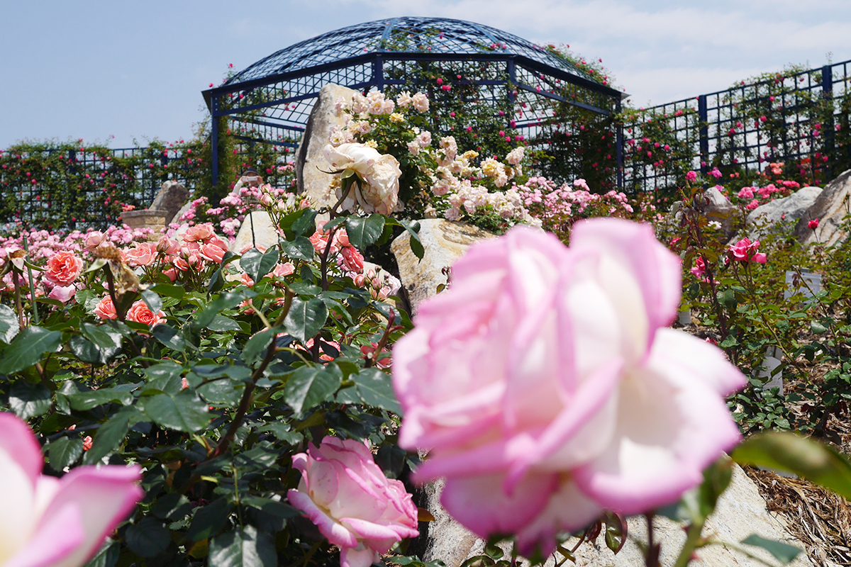 水俣のバラ園